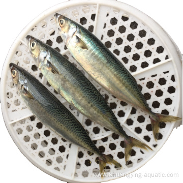 Small Size Bqf Frozen Pacific Mackerel Price 100-200g